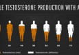 Nguyên nhân khiến testosterone nam suy giảm và cách khắc phục